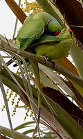 Mating parakeets in a palm tree